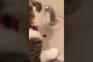 Best funny Animal Videos 2022😂-Funniest Cats and Dogs videos#shorts