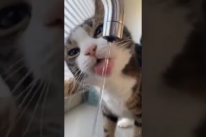 Best funny Animal Videos 2022😂-Funniest Cats and Dogs videos#shorts