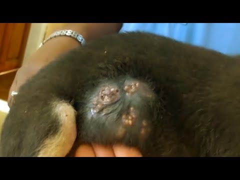 Removing Monster Mango worms From Helpless Dog! Animal Rescue Video 2022 #49