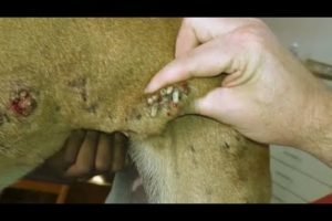 Removing Monster Mango worms From Helpless Dog! Animal Rescue Video 2022 #48