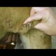 Removing Monster Mango worms From Helpless Dog! Animal Rescue Video 2022 #48