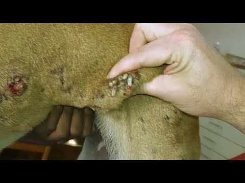 Removing Monster Mango worms From Helpless Dog! Animal Rescue Video 2022 #48