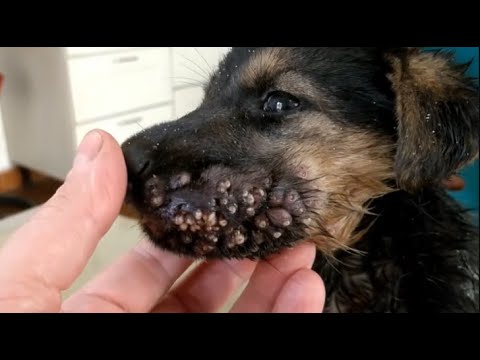 Removing Monster Mango worms From Helpless Dog! Animal Rescue Video 2022 #