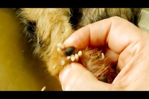 Removing Monster Mango worms From Helpless Dog! Animal Rescue Video 2022 #51