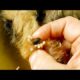Removing Monster Mango worms From Helpless Dog! Animal Rescue Video 2022 #51