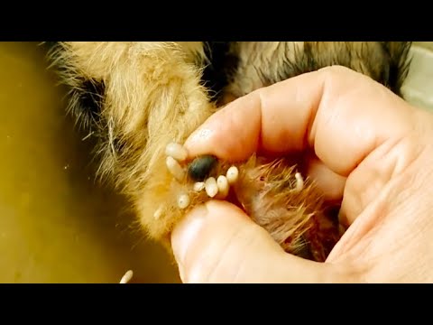Removing Monster Mango worms From Helpless Dog! Animal Rescue Video 2022 #51