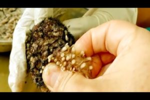 Removing Monster Mango worms From Helpless Dog ! Animal Rescue Video 2022 #32