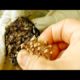 Removing Monster Mango worms From Helpless Dog ! Animal Rescue Video 2022 #32