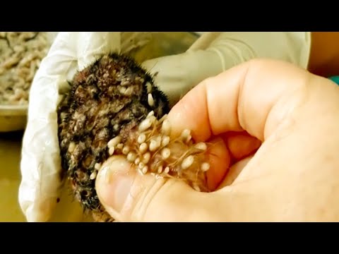 Removing Monster Mango worms From Helpless Dog ! Animal Rescue Video 2022 #32