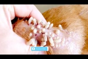 Removing Monster Mango worms From Helpless Dog! Animal Rescue Video 2022 #46