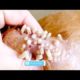 Removing Monster Mango worms From Helpless Dog! Animal Rescue Video 2022 #46