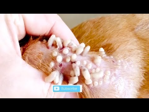 Removing Monster Mango worms From Helpless Dog! Animal Rescue Video 2022 #46