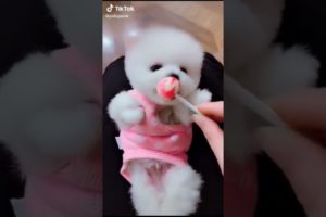 Dogs On TikTok | Dogs Doing Funny Things | Cutest Puppies TIKTOK Compilation 2022 | #tiktok #dogs