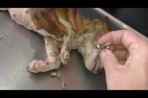 Removing Monster Mango worms From Helpless Dog! Animal Rescue Video 2022 #47
