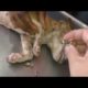 Removing Monster Mango worms From Helpless Dog! Animal Rescue Video 2022 #47
