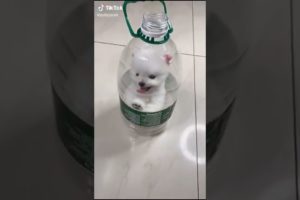 Dogs On TikTok | Dogs Doing Funny Things | Cutest Puppies TIKTOK Compilation 2022 | #tiktok #dogs