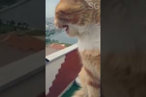 Most Amazing Animals | Pets playing videos cats and dogs #cute #funny #shorts