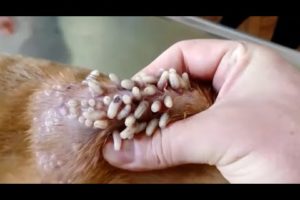 Removing Monster Mango worms From Helpless Dog ! Animal Rescue Video 2022 #37