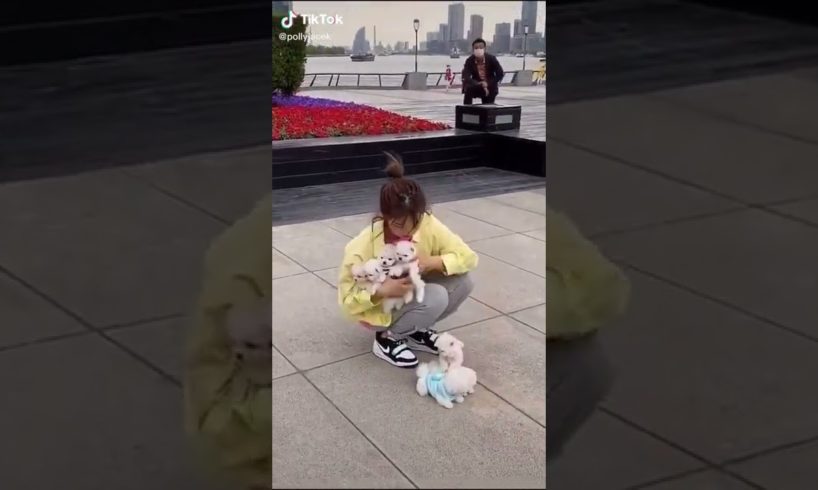 Dogs On TikTok | Dogs Doing Funny Things | Cutest Puppies TIKTOK Compilation 2022 | #tiktok #dogs