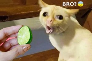 Funniest Animals - Best Of The 2021 Funny Animal Videos #94