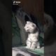 Ultimate Cutest PUPPIES & Happiest Pet of TikTok Compilation 2022