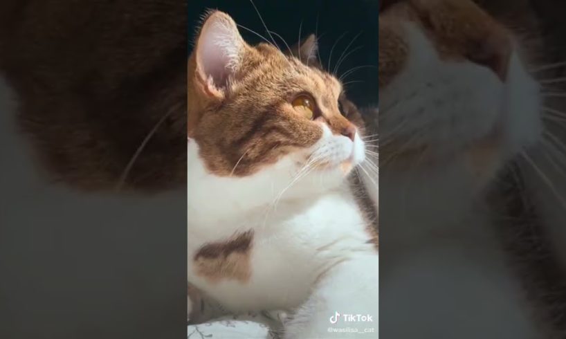 Ultimate Cutest PUPPIES & Happiest Pet of TikTok Compilation 2022