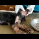 Removing Monster Mango worms From Helpless Dog ! Animal Rescue Video 2022 #31