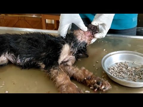 Removing Monster Mango worms From Helpless Dog ! Animal Rescue Video 2022 #31