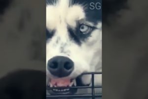 Most Amazing Animals | Pets playing videos cats and dogs #cute #funny #shorts