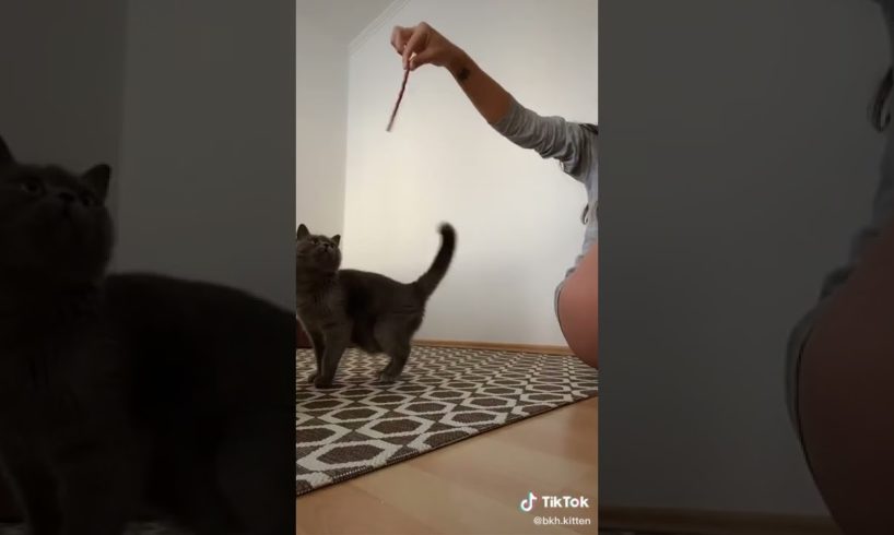 Ultimate Cutest PUPPIES & Happiest Pet of TikTok Compilation 2022