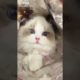 Ultimate Cutest PUPPIES & Happiest Pet of TikTok Compilation 2022