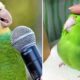 Baby Animals 🔴 Funny Parrots and Cute Birds Compilation (2021) Loros Adorables Recopilación #24