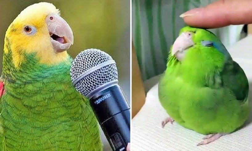 Baby Animals 🔴 Funny Parrots and Cute Birds Compilation (2021) Loros Adorables Recopilación #24