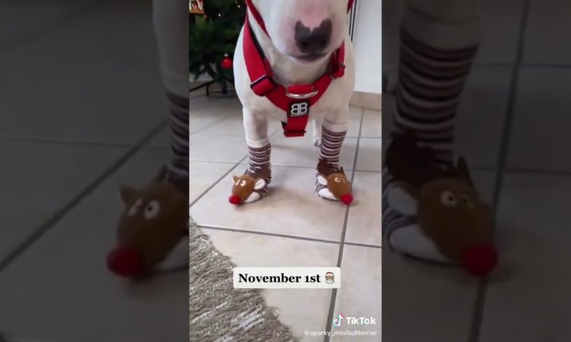 Ultimate Cutest PUPPIES & Happiest Pet of TikTok Compilation 2022