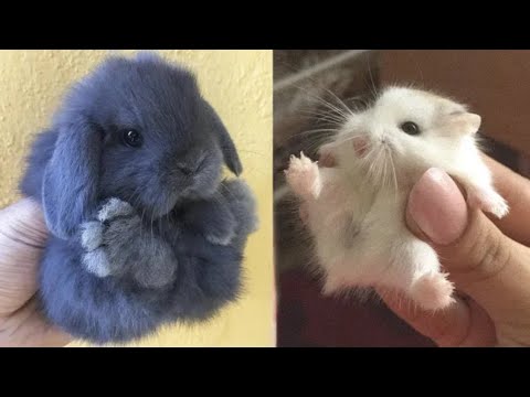 AWW SO CUTE! Cutest baby animals Videos Compilation Cute moment of the Animals - Cutest Animals #38