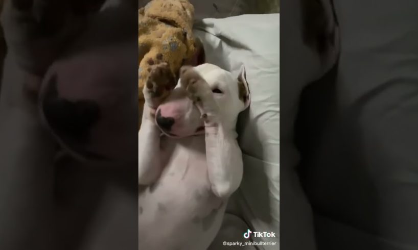 Ultimate Cutest PUPPIES & Happiest Pet of TikTok Compilation 2022