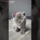 Ultimate Cutest PUPPIES & Happiest Pet of TikTok Compilation 2022