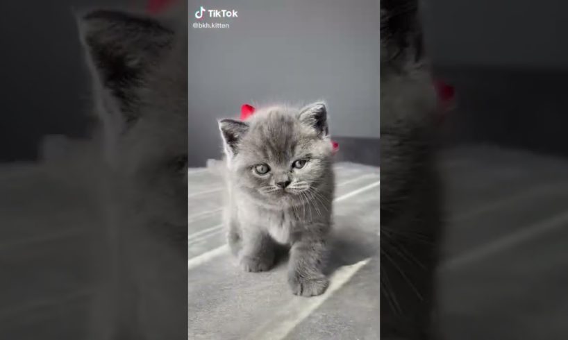 Ultimate Cutest PUPPIES & Happiest Pet of TikTok Compilation 2022