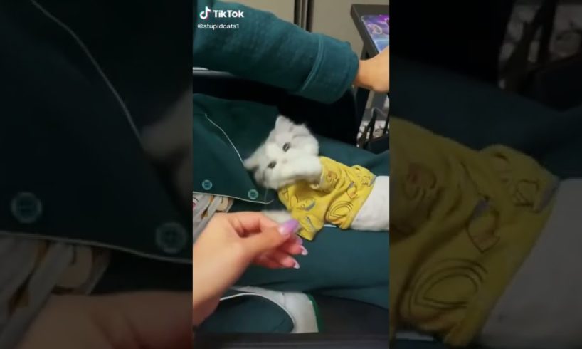 Ultimate Cutest PUPPIES & Happiest Pet of TikTok Compilation 2022