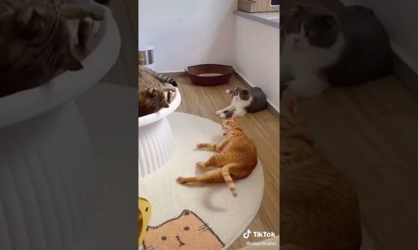 Ultimate Cutest PUPPIES & Happiest Pet of TikTok Compilation 2022