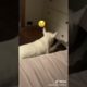 Ultimate Cutest PUPPIES & Happiest Pet of TikTok Compilation 2022