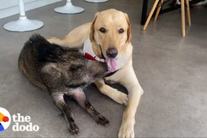 2-pound Wild Boar Grows Up Believing She's a Puppy| The Dodo Odd Couples