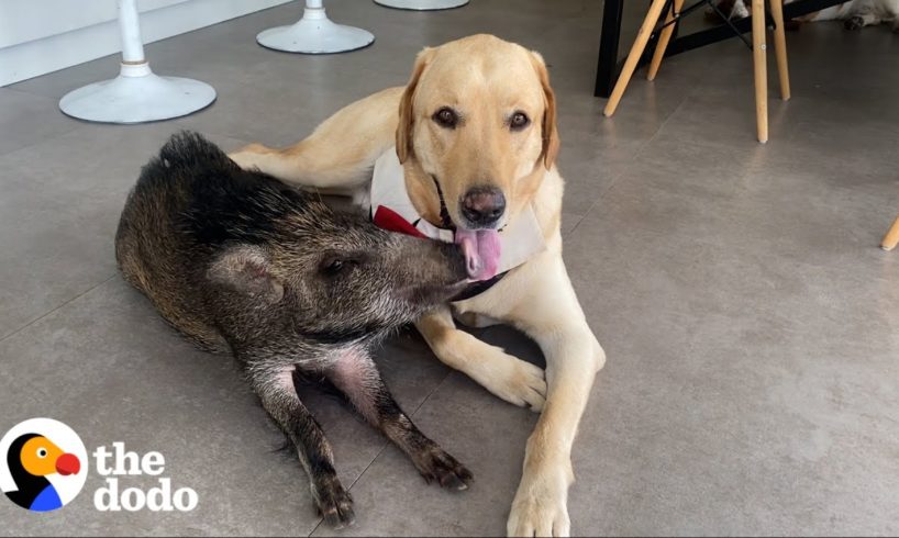 2-pound Wild Boar Grows Up Believing She's a Puppy| The Dodo Odd Couples