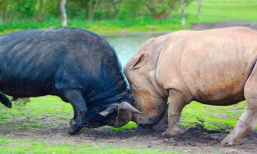 20 Craziest Animal Fights Caught On Camera