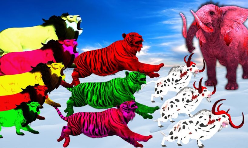 3 Lions, Tigers, Buffalo Vs Zombie Elephant Fight Compilation - Animal Fights