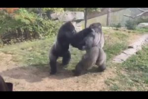 4 Gorilla Fights Caught On Camera - Animal Fights - Zoo Fights!