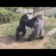 4 Gorilla Fights Caught On Camera - Animal Fights - Zoo Fights!