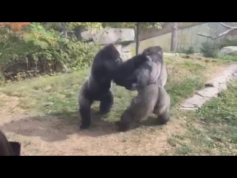 4 Gorilla Fights Caught On Camera - Animal Fights - Zoo Fights!