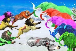 5 Lions Vs Zebra Rescue Saved By Zombie Elephant's Fight || Woolly Mammoth Vs Zombie Lions