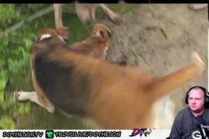 5 REAL LIFE HEROES Amazing Animal Rescues -  Nukes Top 5 - Reaction